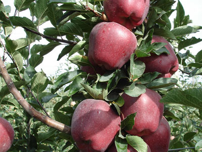 Στην καλλιέργεια μηλιάς στρέφεται ο Νομός Ροδόπης